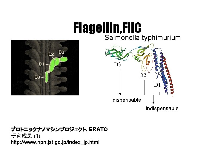 Flagellin, Fli. C Salmonella typhimurium dispensable indispensable プロトニックナノマシンプロジェクト, ERATO 研究成果 (1) http: //www. npn.