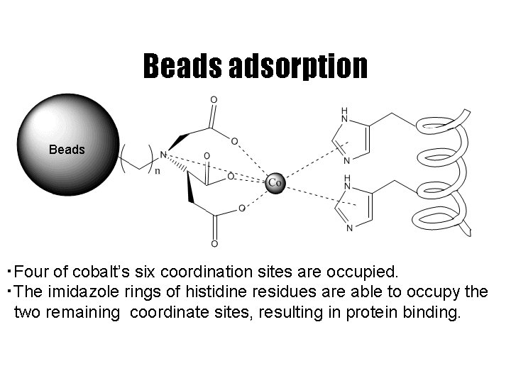 Beads adsorption Beads ・Four of cobalt’s six coordination sites are occupied. ・The imidazole rings