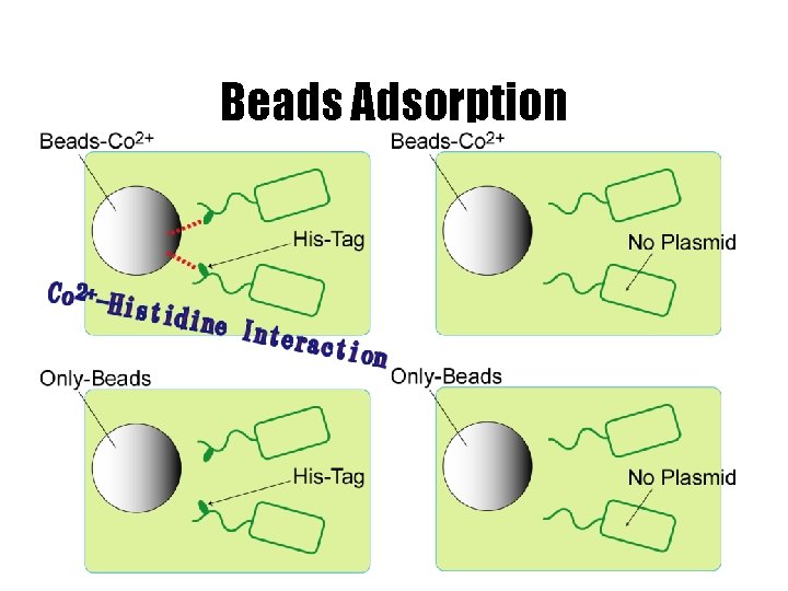 Beads Adsorption 