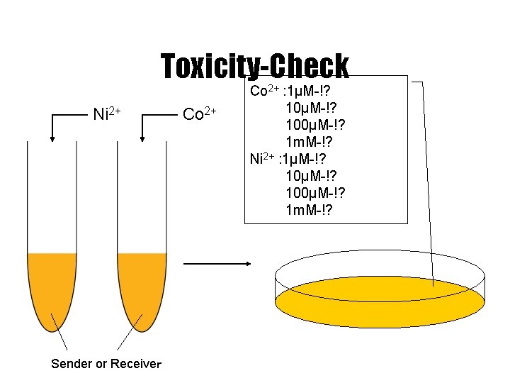 Toxicity-Check Ni 2+ Sender or Receiveｒ Co 2+ : 1μM-!? 100μM-!? 1 m. M-!?