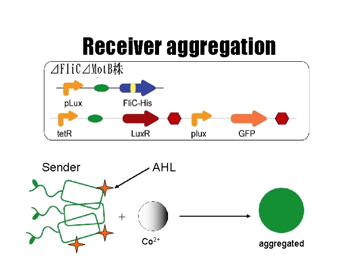 Receiver aggregation Sender AHL ＋ Co 2+ aggregated 
