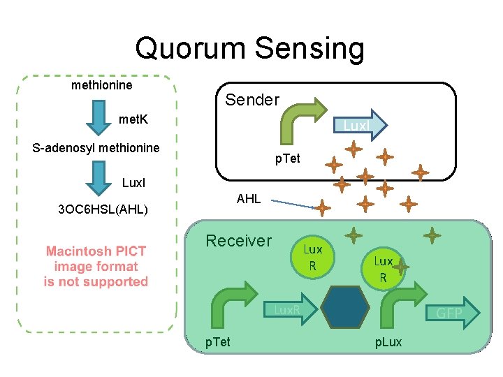 Quorum Sensing methionine Sender met. K Lux. I S-adenosyl methionine p. Tet Lux. I