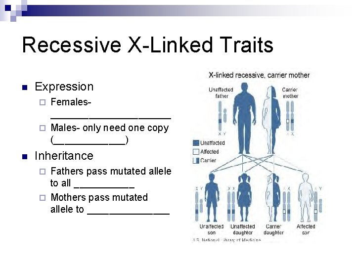 Recessive X-Linked Traits n Expression Females___________ ¨ Males- only need one copy (_______) ¨