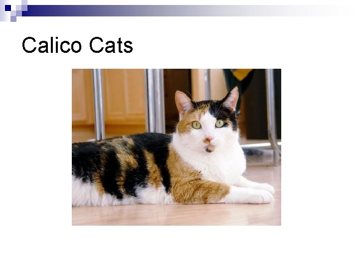 Calico Cats 