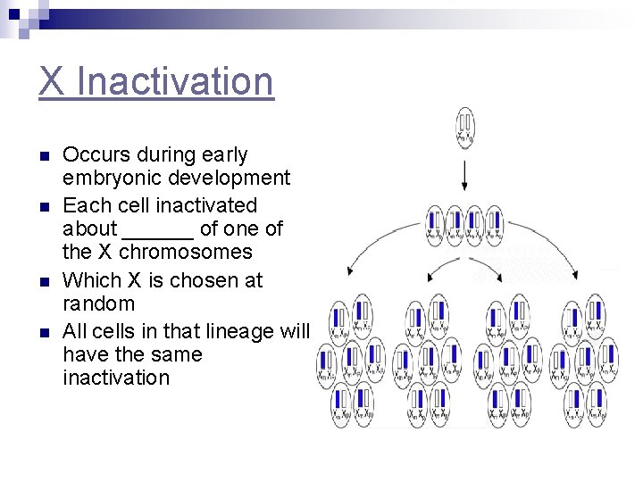 X Inactivation n n Occurs during early embryonic development Each cell inactivated about ______