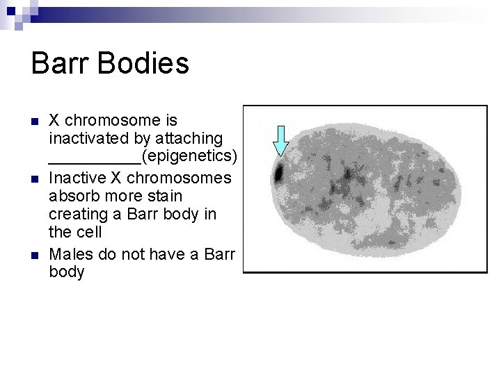 Barr Bodies n n n X chromosome is inactivated by attaching _____(epigenetics) Inactive X