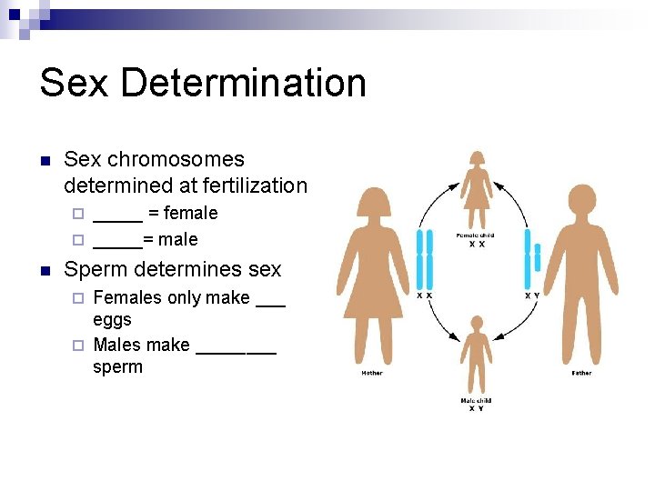 Sex Determination n Sex chromosomes determined at fertilization _____ = female ¨ _____= male