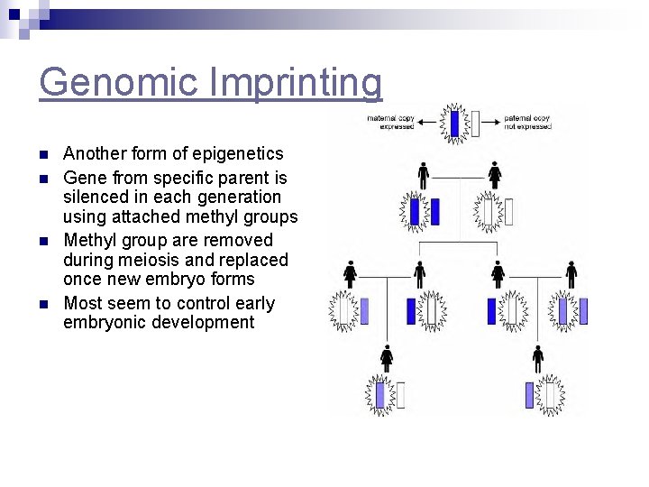 Genomic Imprinting n n Another form of epigenetics Gene from specific parent is silenced