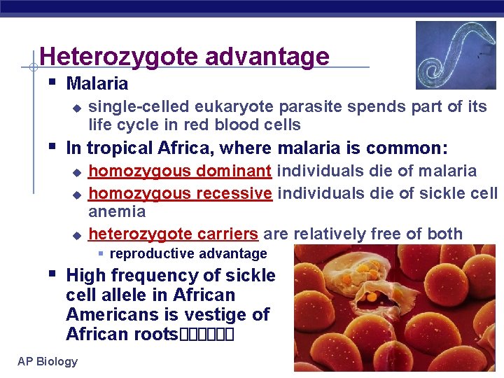 Heterozygote advantage § Malaria u single-celled eukaryote parasite spends part of its life cycle