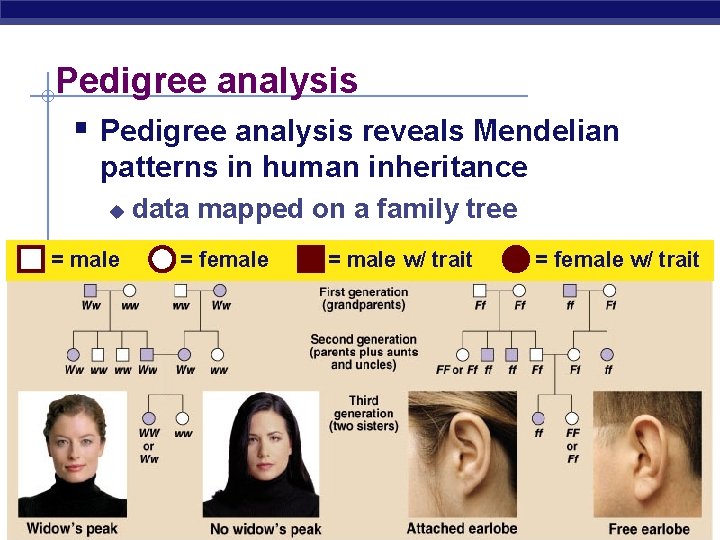 Pedigree analysis § Pedigree analysis reveals Mendelian patterns in human inheritance u = male