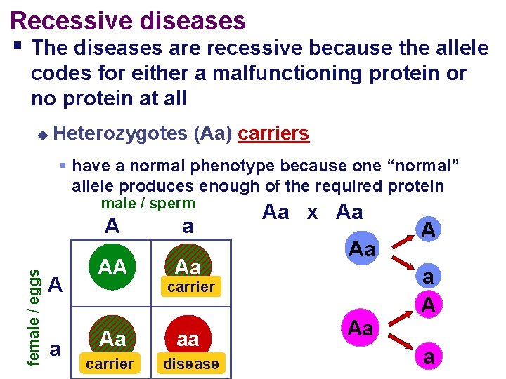 Recessive diseases § The diseases are recessive because the allele codes for either a