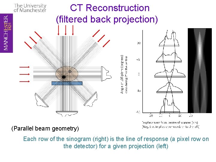 CT Reconstruction (filtered back projection) (Parallel beam geometry) Each row of the sinogram (right)