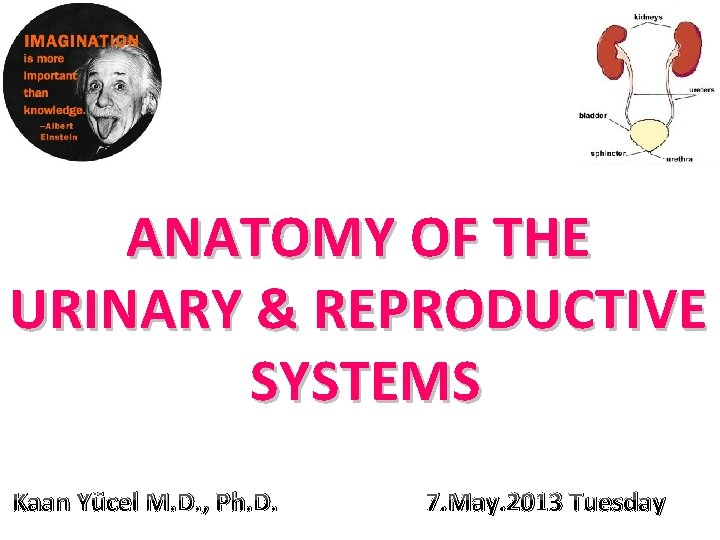 ANATOMY OF THE URINARY & REPRODUCTIVE SYSTEMS Kaan Yücel M. D. , Ph. D.