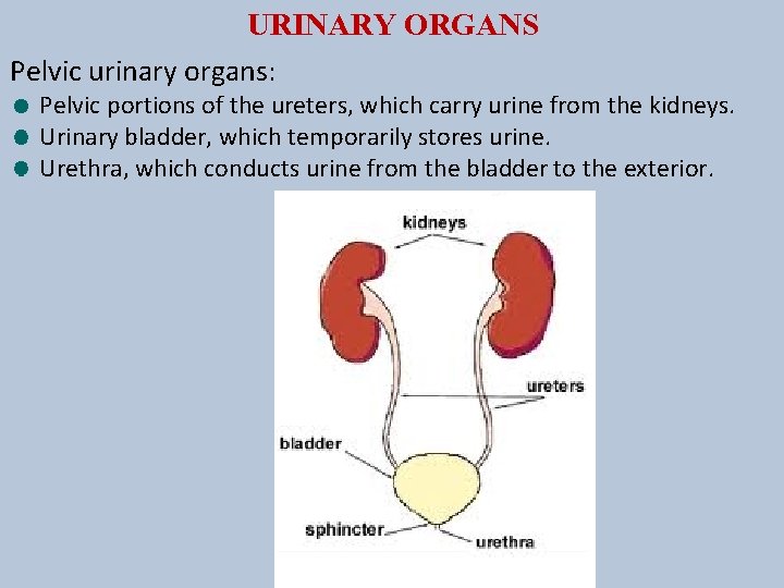 URINARY ORGANS Pelvic urinary organs: Pelvic portions of the ureters, which carry urine from