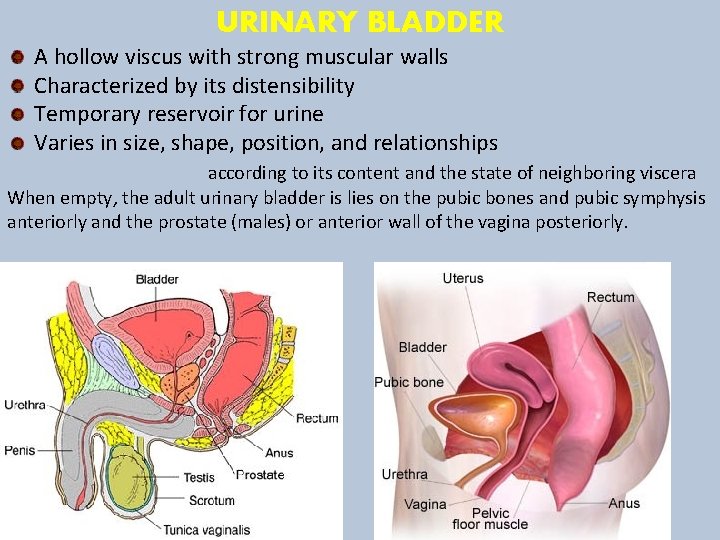 URINARY BLADDER A hollow viscus with strong muscular walls Characterized by its distensibility Temporary