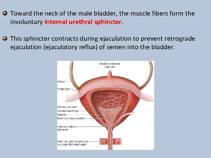 Toward the neck of the male bladder, the muscle fibers form the involuntary internal