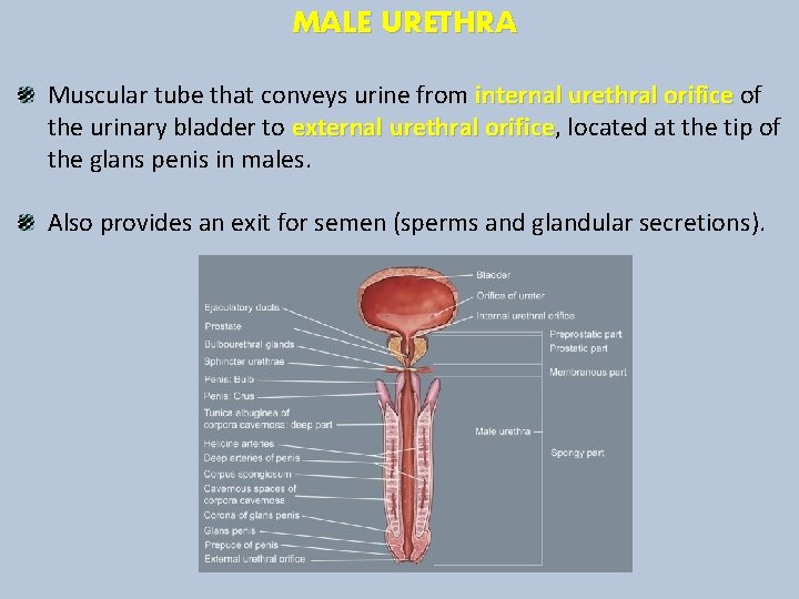MALE URETHRA Muscular tube that conveys urine from internal urethral orifice of the urinary