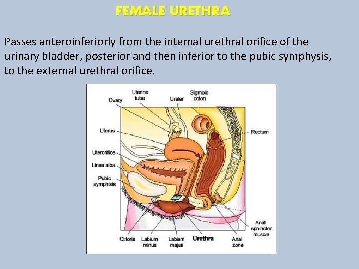 FEMALE URETHRA Passes anteroinferiorly from the internal urethral orifice of the urinary bladder, posterior