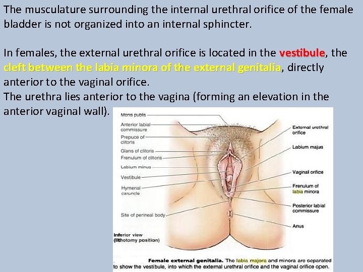 The musculature surrounding the internal urethral orifice of the female bladder is not organized