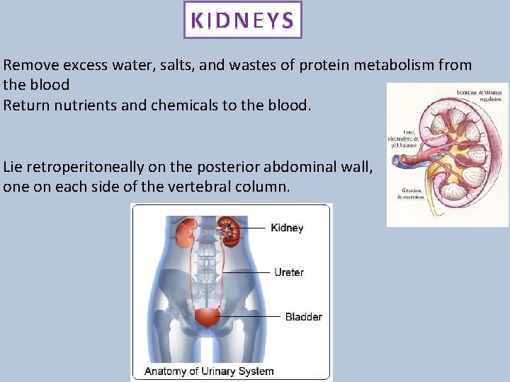 KIDNEYS Remove excess water, salts, and wastes of protein metabolism from the blood Return