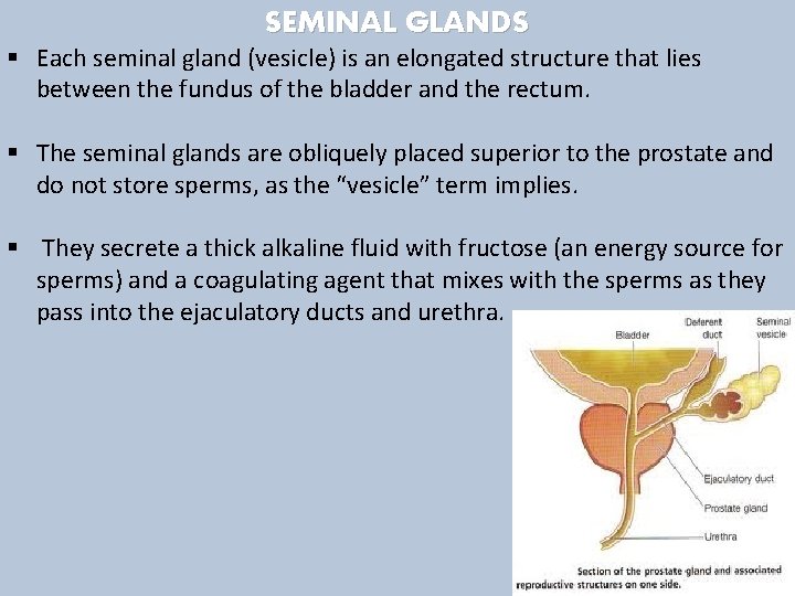 SEMINAL GLANDS § Each seminal gland (vesicle) is an elongated structure that lies between