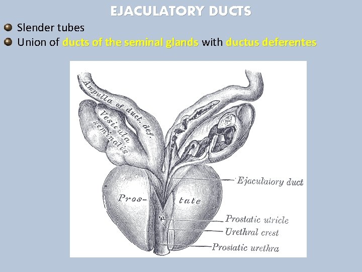 EJACULATORY DUCTS Slender tubes Union of ducts of the seminal glands with ductus deferentes