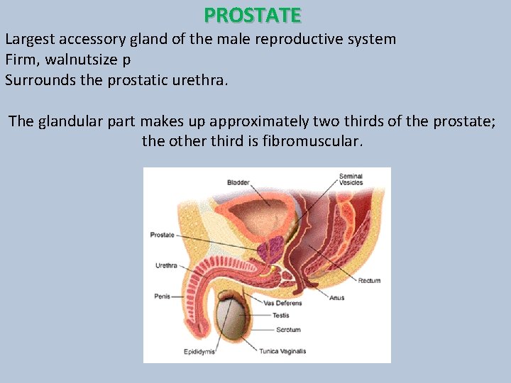 PROSTATE Largest accessory gland of the male reproductive system Firm, walnutsize p Surrounds the