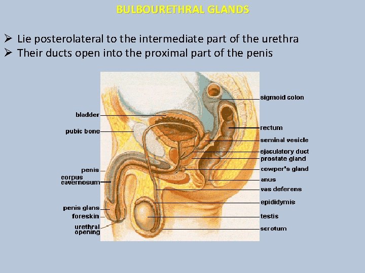 BULBOURETHRAL GLANDS Ø Lie posterolateral to the intermediate part of the urethra Ø Their