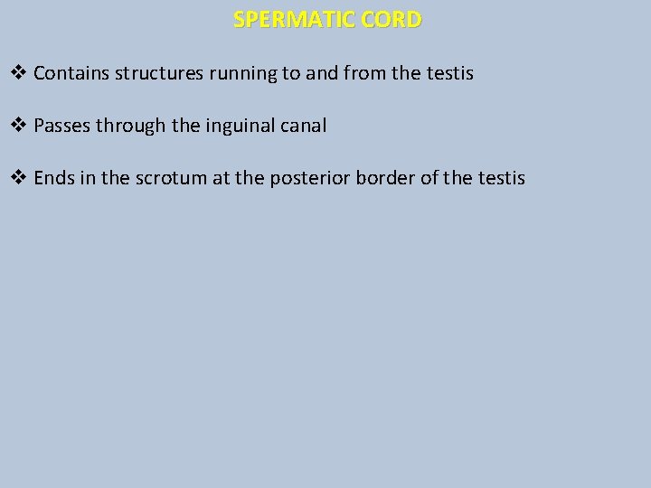 SPERMATIC CORD v Contains structures running to and from the testis v Passes through
