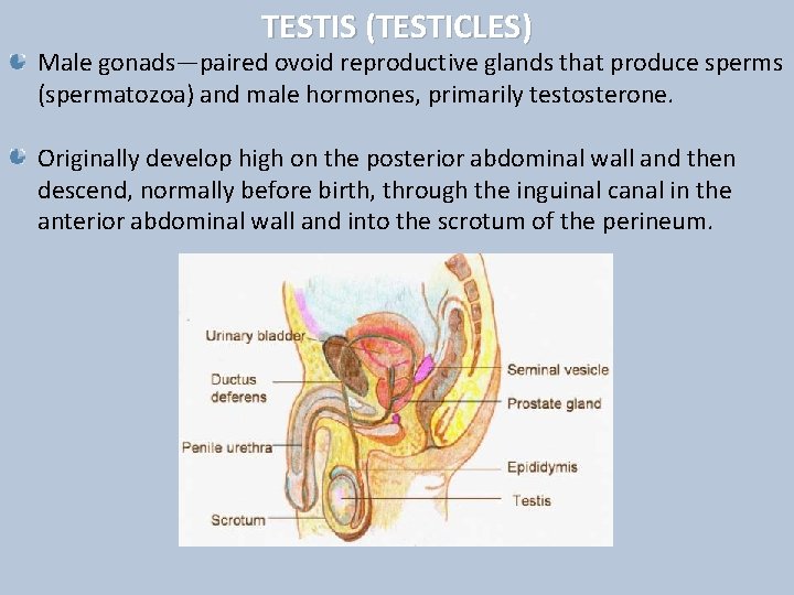 TESTIS (TESTICLES) Male gonads—paired ovoid reproductive glands that produce sperms (spermatozoa) and male hormones,