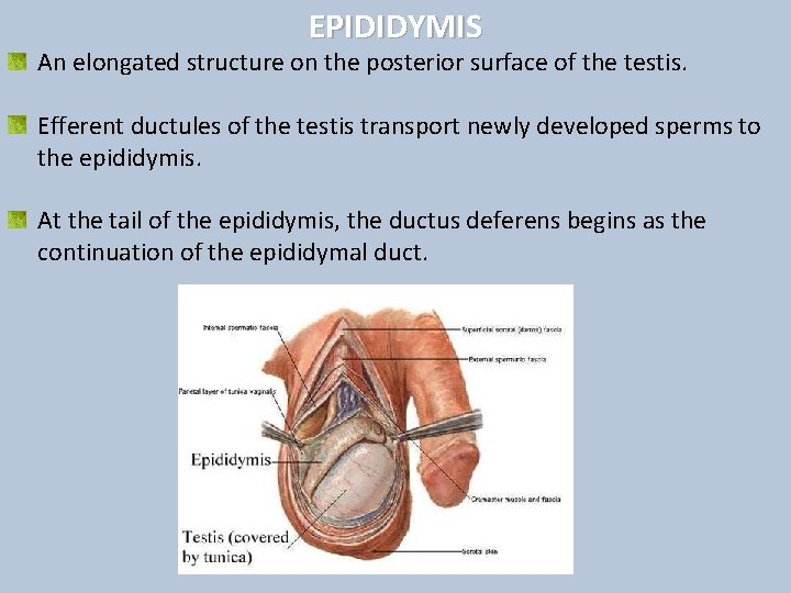 EPIDIDYMIS An elongated structure on the posterior surface of the testis. Efferent ductules of