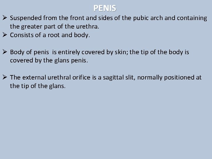 PENIS Ø Suspended from the front and sides of the pubic arch and containing