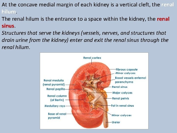 At the concave medial margin of each kidney is a vertical cleft, the renal