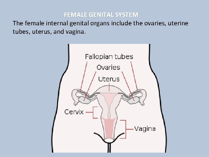 FEMALE GENITAL SYSTEM The female internal genital organs include the ovaries, uterine tubes, uterus,