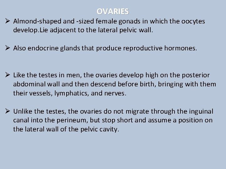 OVARIES Ø Almond-shaped and -sized female gonads in which the oocytes develop. Lie adjacent