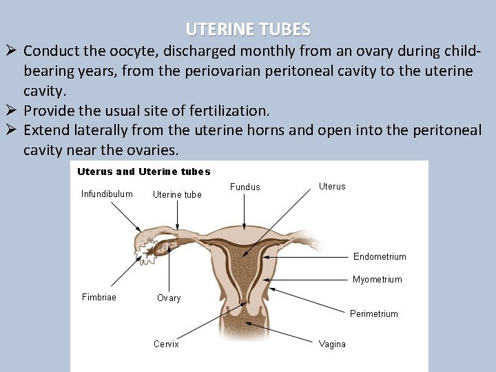  UTERINE TUBES Ø Conduct the oocyte, discharged monthly from an ovary during childbearing