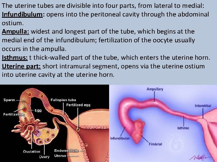 The uterine tubes are divisible into four parts, from lateral to medial: Infundibulum: opens