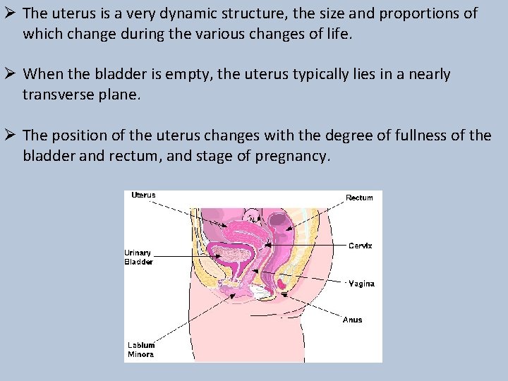 Ø The uterus is a very dynamic structure, the size and proportions of which