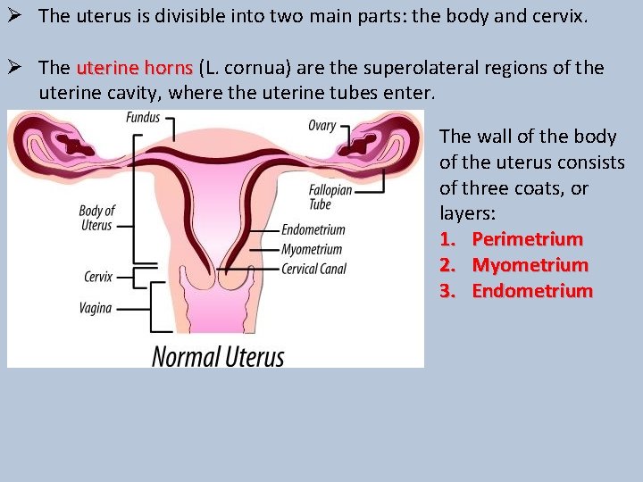 Ø The uterus is divisible into two main parts: the body and cervix. Ø