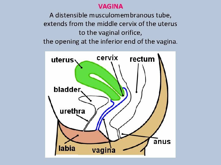 VAGINA A distensible musculomembranous tube, extends from the middle cervix of the uterus to