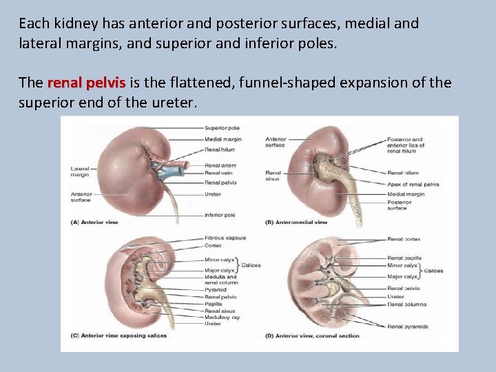 Each kidney has anterior and posterior surfaces, medial and lateral margins, and superior and