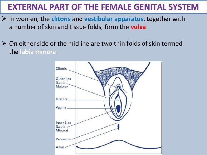 EXTERNAL PART OF THE FEMALE GENITAL SYSTEM Ø In women, the clitoris and vestibular