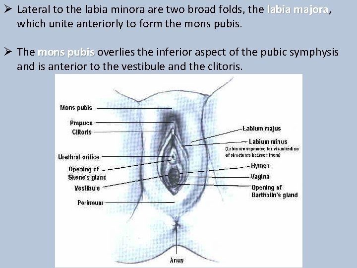 Ø Lateral to the labia minora are two broad folds, the labia majora, majora