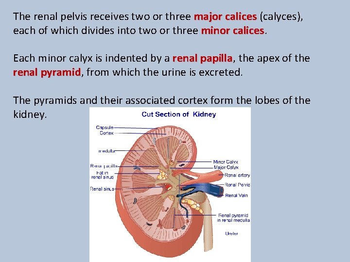 The renal pelvis receives two or three major calices (calyces), each of which divides