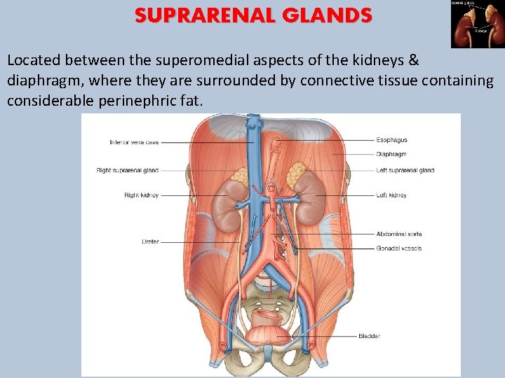 SUPRARENAL GLANDS Located between the superomedial aspects of the kidneys & diaphragm, where they