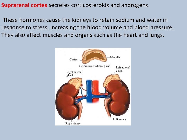 Suprarenal cortex secretes corticosteroids androgens. These hormones cause the kidneys to retain sodium and