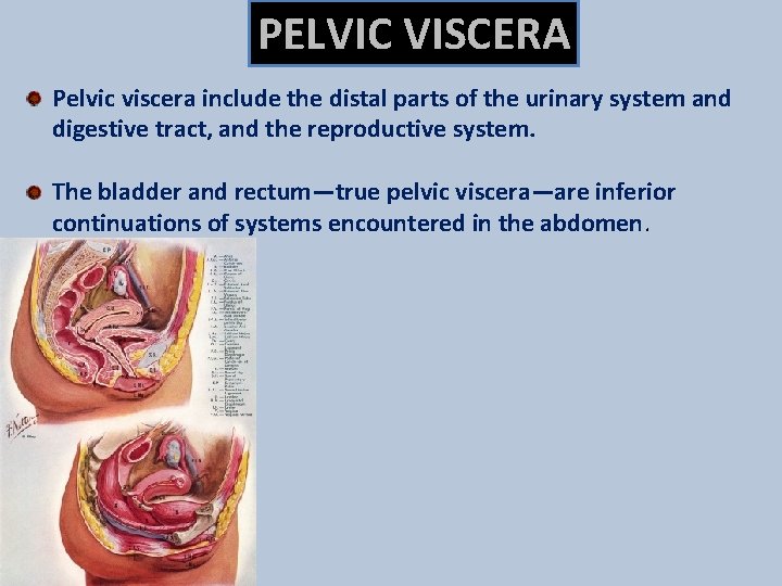 PELVIC VISCERA Pelvic viscera include the distal parts of the urinary system and digestive