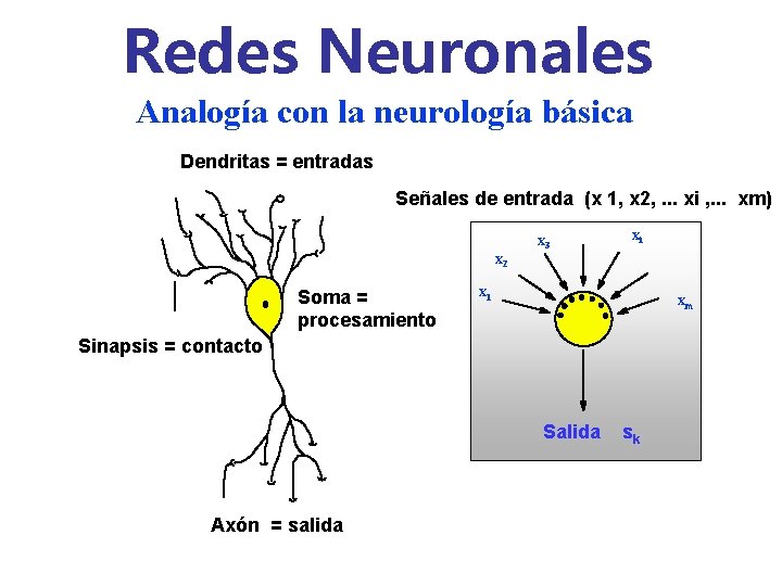 Redes Neuronales Analogía con la neurología básica Dendritas = entradas Señales de entrada (x