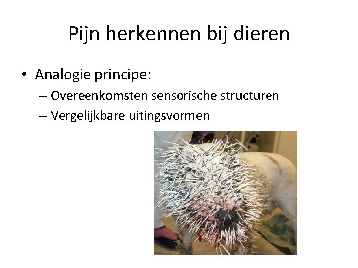 Pijn herkennen bij dieren • Analogie principe: – Overeenkomsten sensorische structuren – Vergelijkbare uitingsvormen