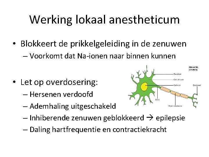 Werking lokaal anestheticum • Blokkeert de prikkelgeleiding in de zenuwen – Voorkomt dat Na-ionen